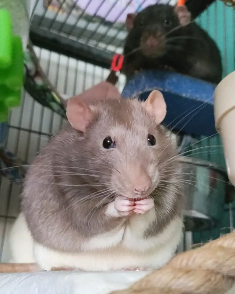 Dumbo Rat - Overview, Traits, and Care Tips for Adorable Pets - Learn ...