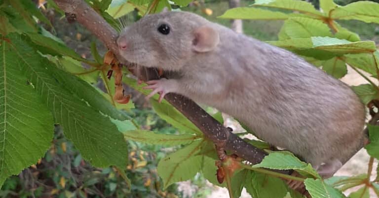 Dumbo Rat – Overview, Traits, and Care Tips for Adorable Pets