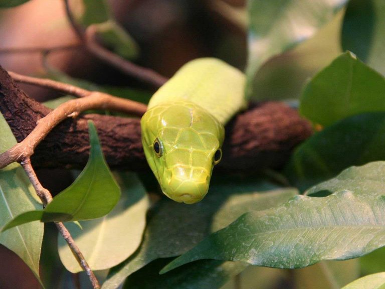 Types of Snakes: Elapidae