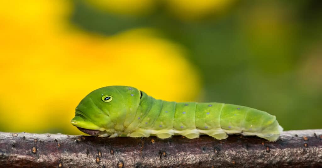 Eastern Tiger Swallowtail 1