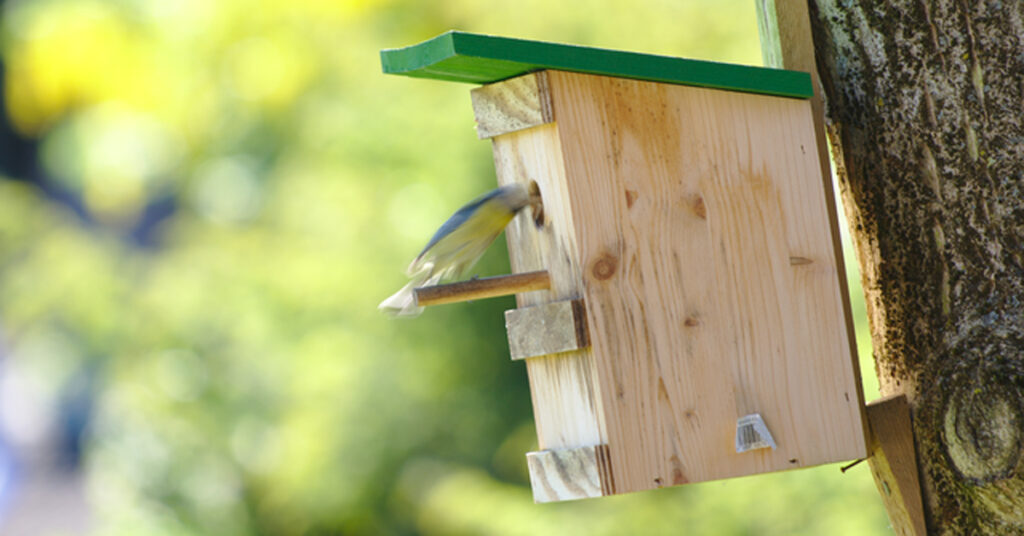 Easy Tips for Hosting Nesting Birds Safely in Your Yard