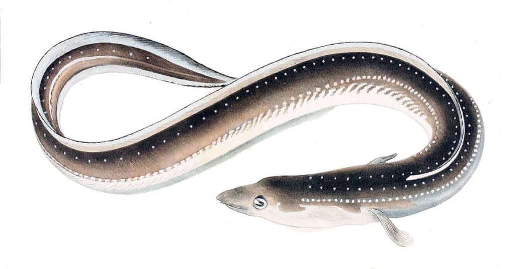Needlefish - Everything About the Mysterious Resident of the Ocean ...