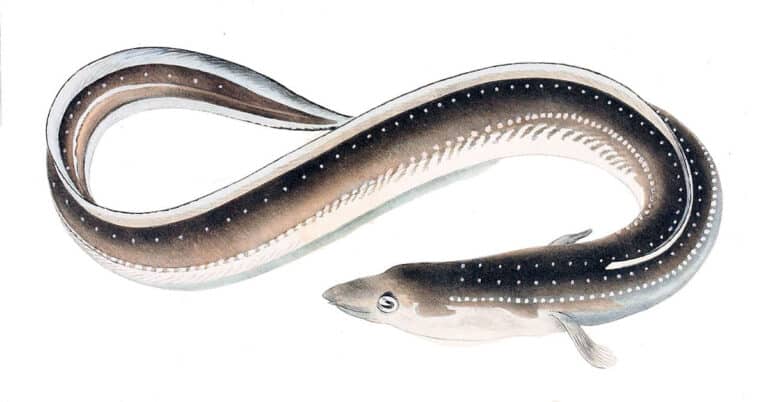 Eel Life Cycle – Extraordinary & Strange