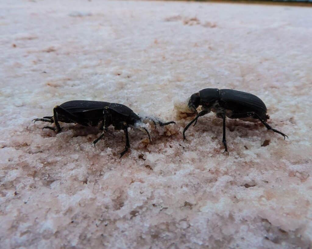 Egyptian Beetles