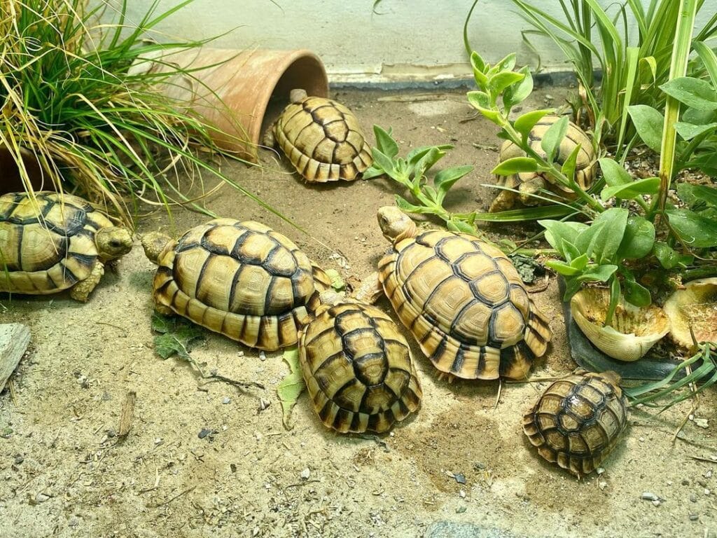 Egyptian Tortoises