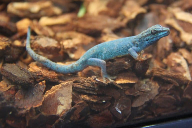 Electric Blue Day Geckos- Beautiful Little Diurnal Geckos