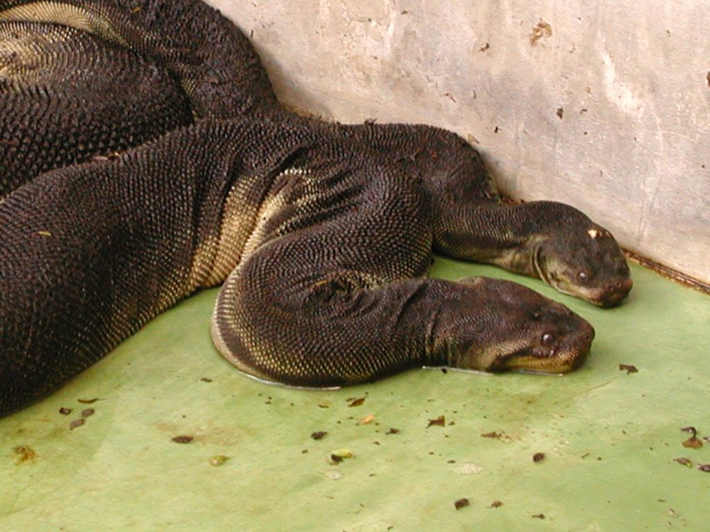 Elephant Trunk Snake