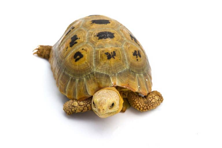 Elongated Tortoise