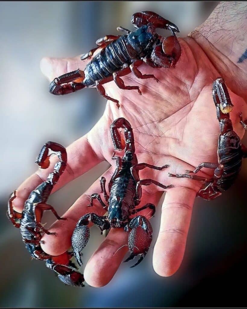 Emperor Scorpion Sting