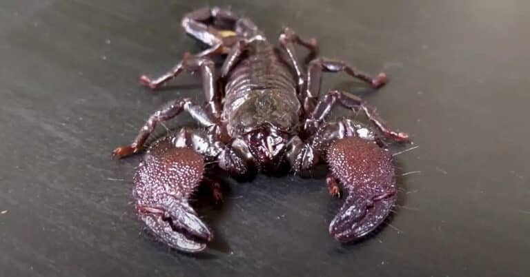 Emperor Scorpions: Everything You Need To Know