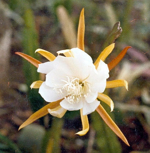 Epiphyllum