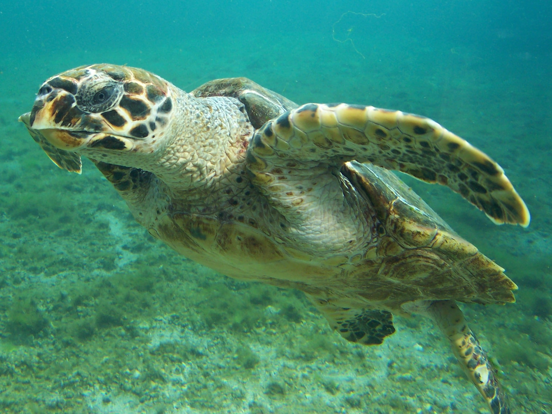 Hawksbill Sea Turtle