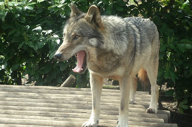 Eurasian wolf