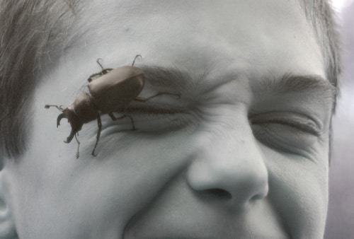 European Stag Beetle on Face