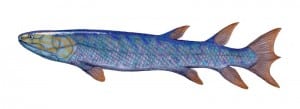 Lobe-finned Fish