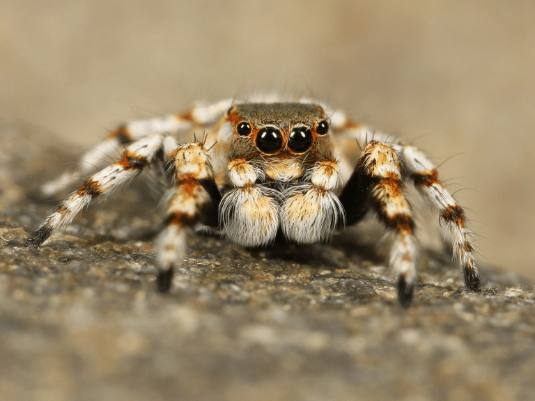 Facts on Tarantula Spiders