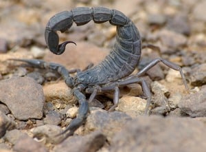 Deathstalker Scorpion 3