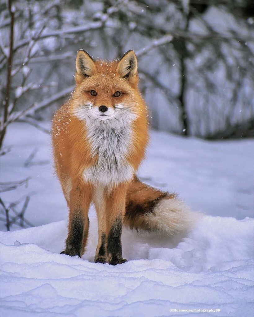 Female Fox
