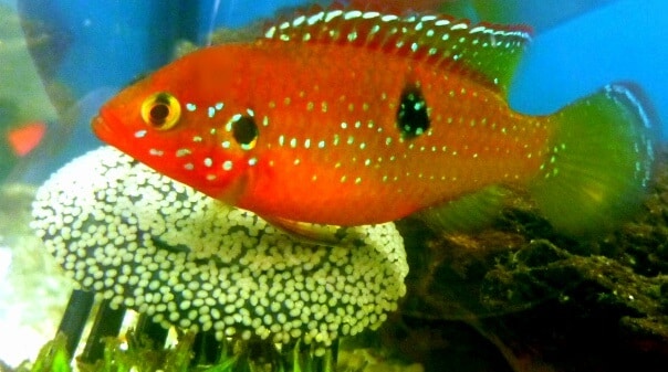 Female Red Jewel Cichlid With Clutch Of Eggs