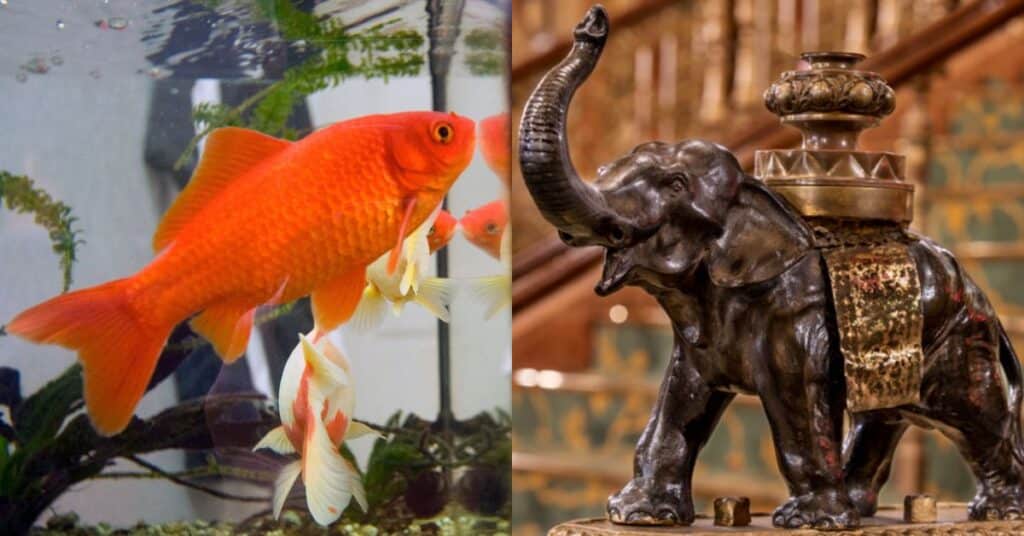 5 Feng Shui Animals That Are Believed to Attract Good Luck