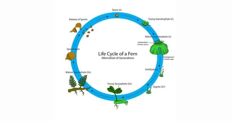 Fern Life Cycle – Complex Process of Alternation of Generations