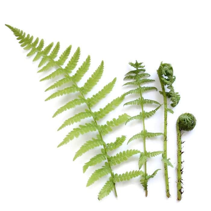 Fern Stages