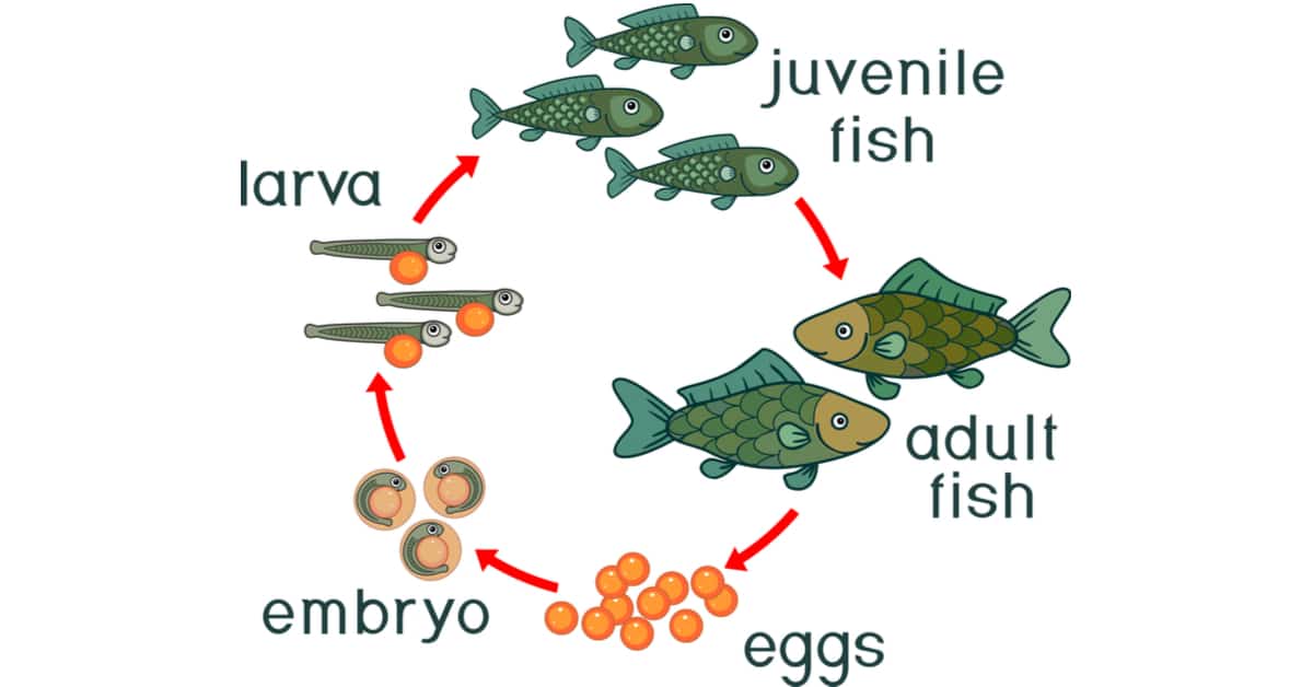 Fish Life Cycle - Learn About Nature