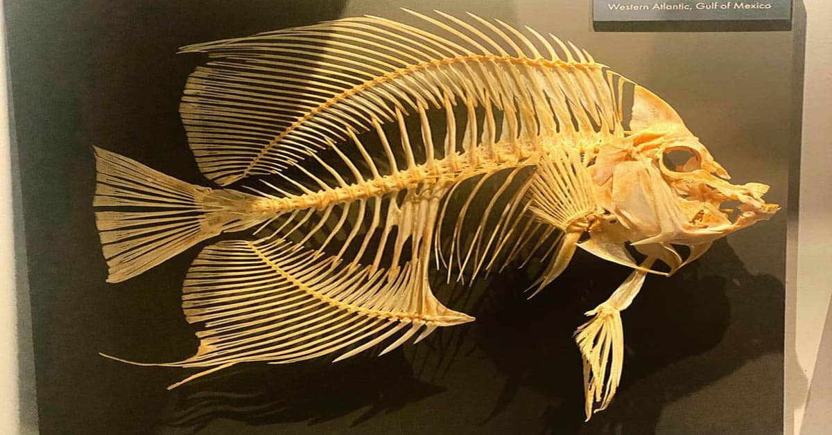 Does A Fish Have Bones