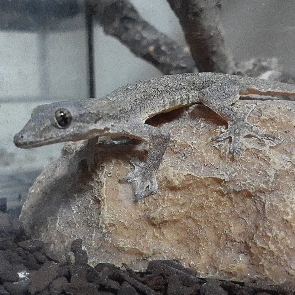 Flat-tailed House Gecko