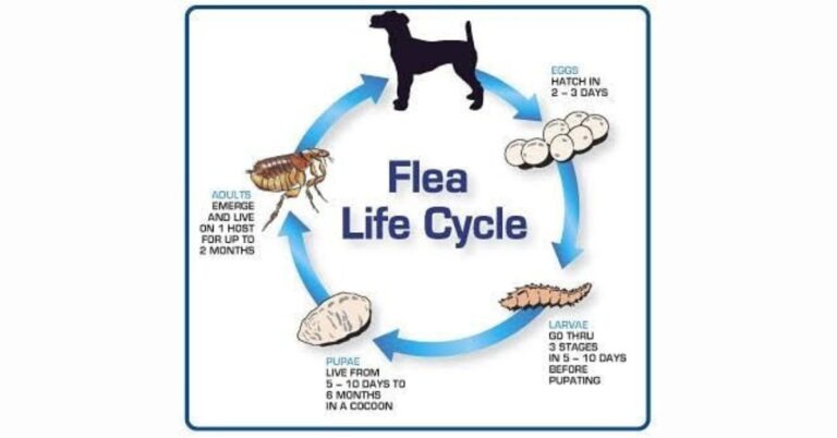 Flea Life Cycle – How Do These Resilient & Persistent Parasites Develop
