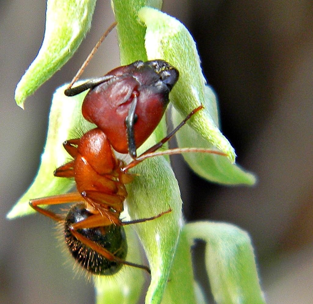Carpenter Ant