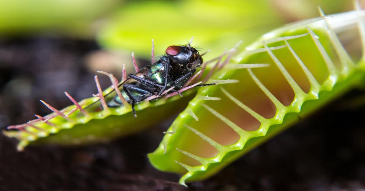 Fly Trapped in Venus Fly Trap