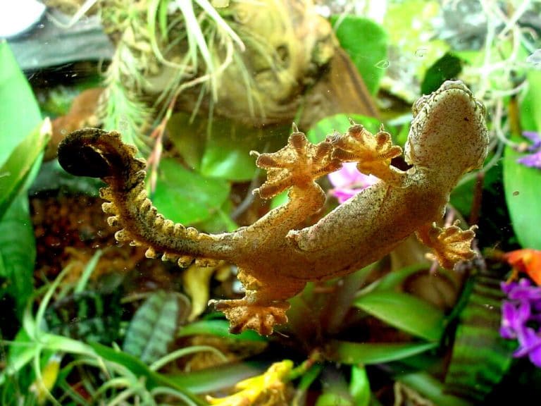 Flying Geckos: an Outstanding Reptile to Have As a Pet