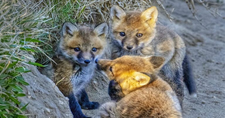 Fox Babies – Fascinating Facts about the Animals Too Cute To Be True