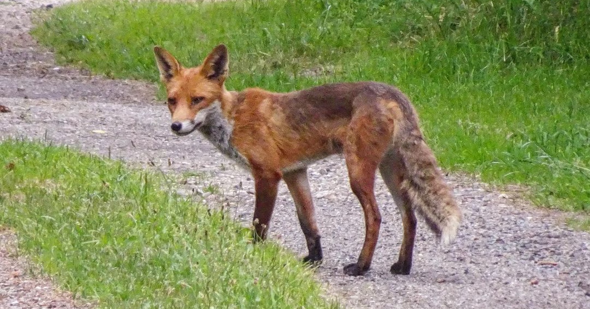 Fox Personality