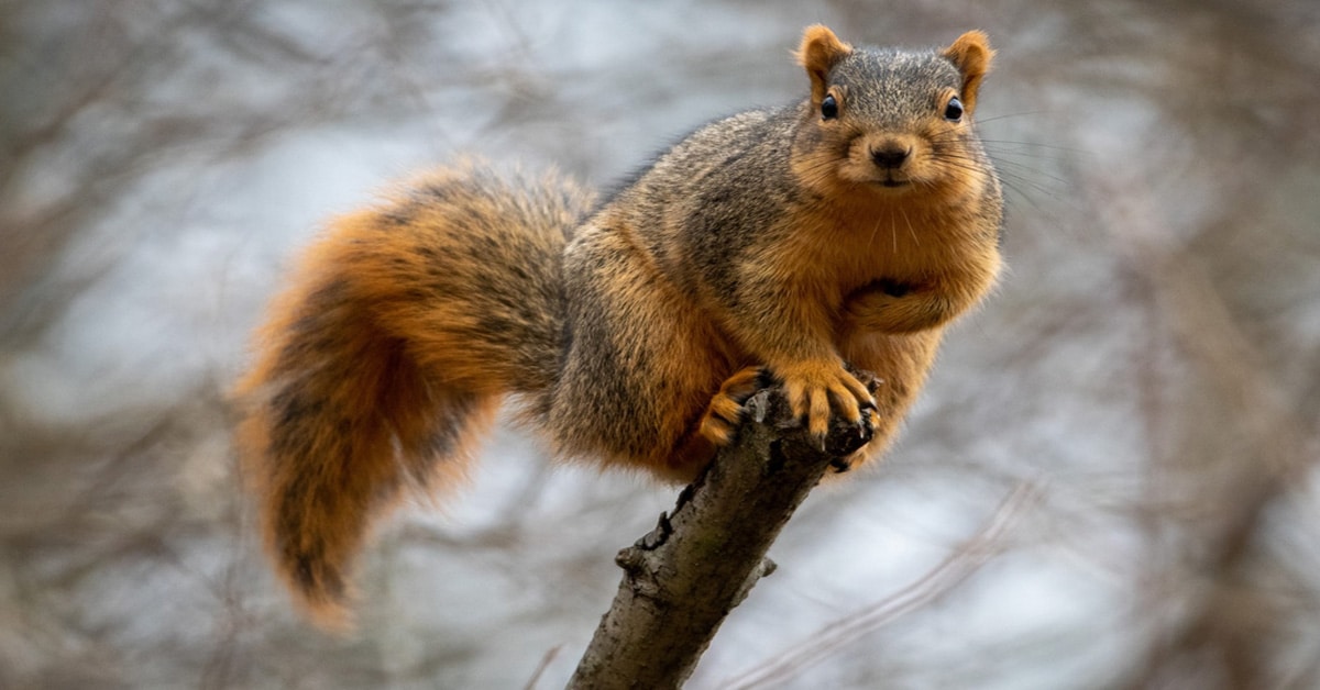 Eastern Fox Squirrel