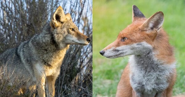 Fox VS Coyote