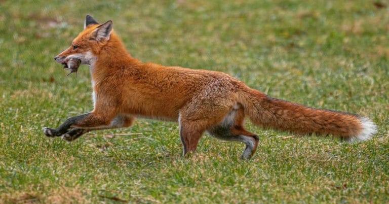 What Do Foxes Eat: Fox Diet!