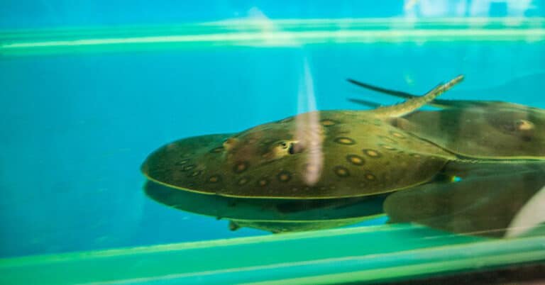 Freshwater Stingray: A Detailed Guide for Experienced Aquarists