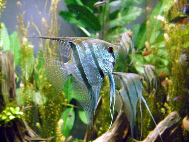 Angelfish. Photo: Mendel