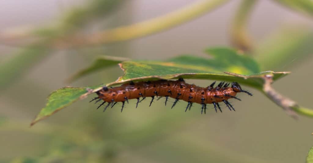Fritillary Butterfly Caterpillar 1