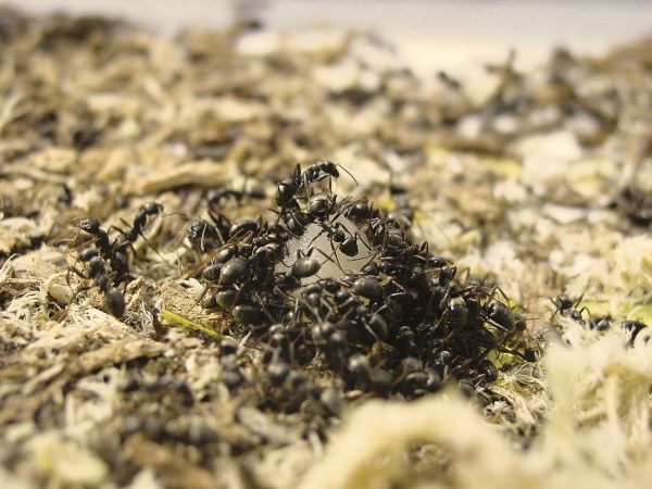 Formica Fusca Field Ants Feeding