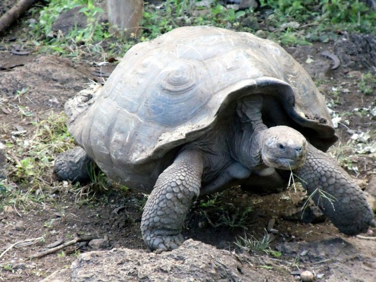 Fun Facts About Galapagos Tortoises