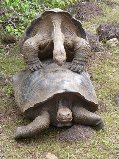 Galapagos Tortoises Breeding