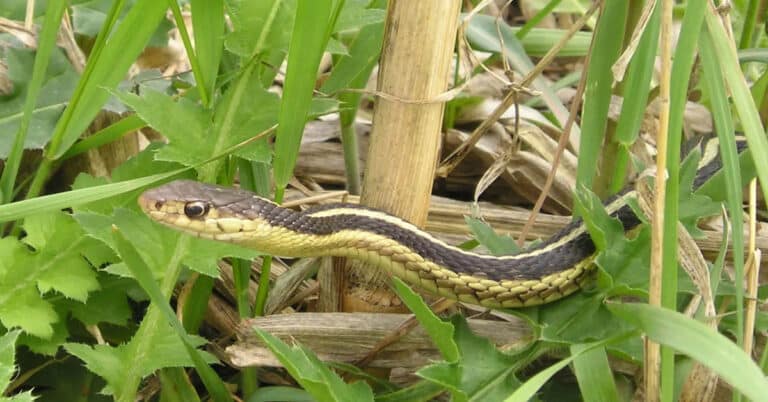 Garden Snake – Fascinating Facts & Ways to Keep Them Away