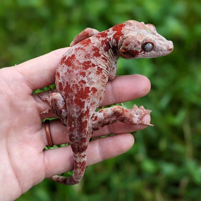 Gargoyle Gecko – A Beautiful Masterpiece of Reptiles Realm