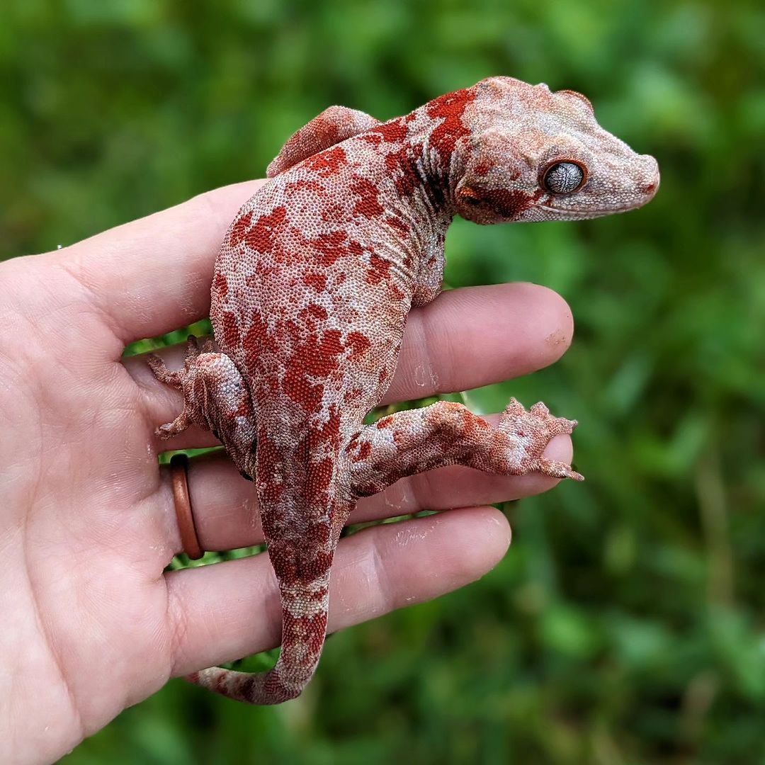 Gargoyle Gecko in hand