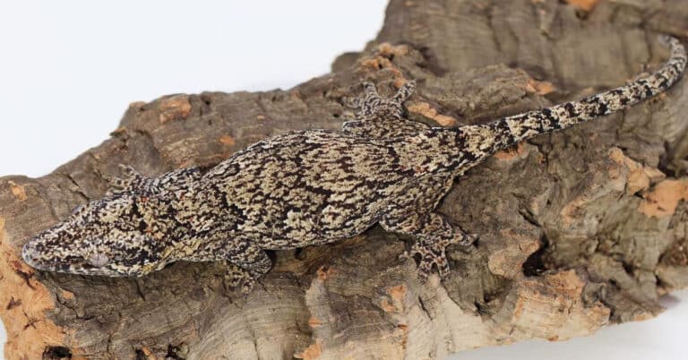 Geckos In Florida – 8 Fascinating Species