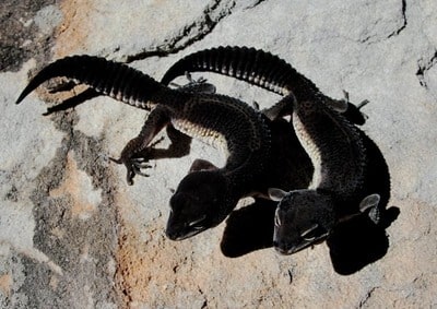 Black Night Leopard Gecko Facts And Care Guide Black Night Leopard Gecko Facts And Care Guide