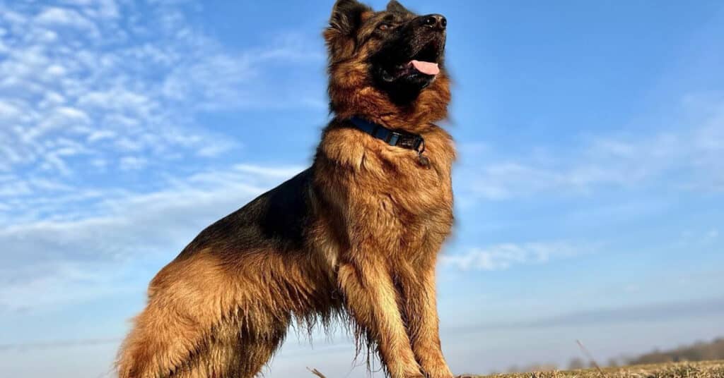 German Shepherd Lifespan